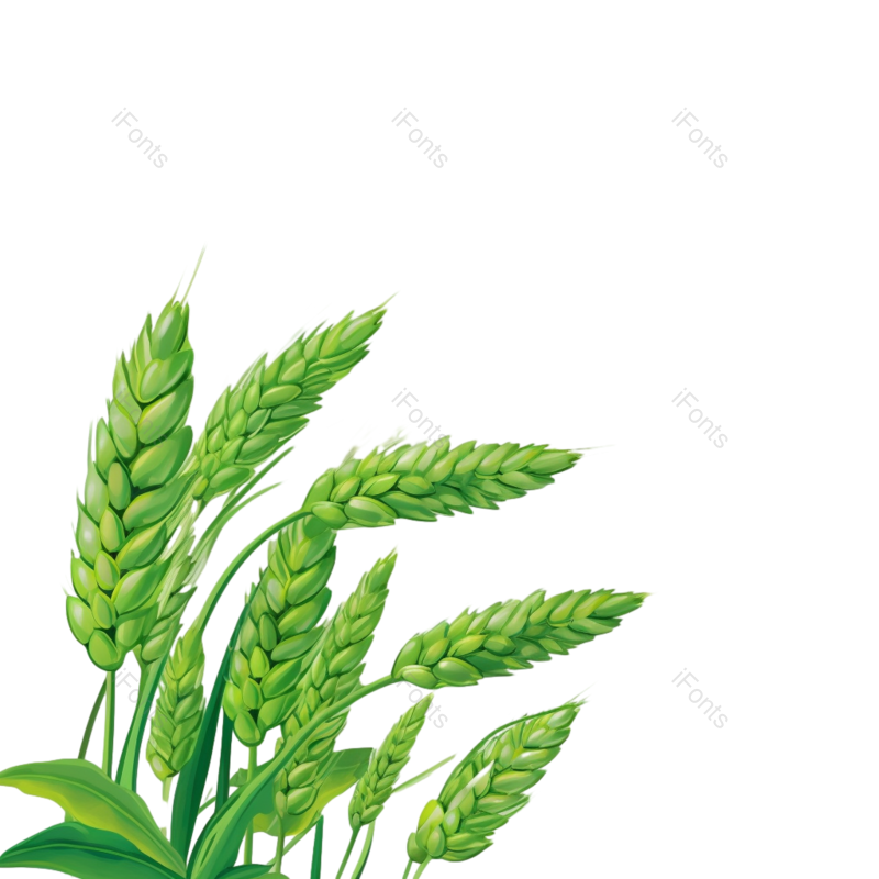 芒种图片,元素元素,麦子PNG,丰收免抠素材